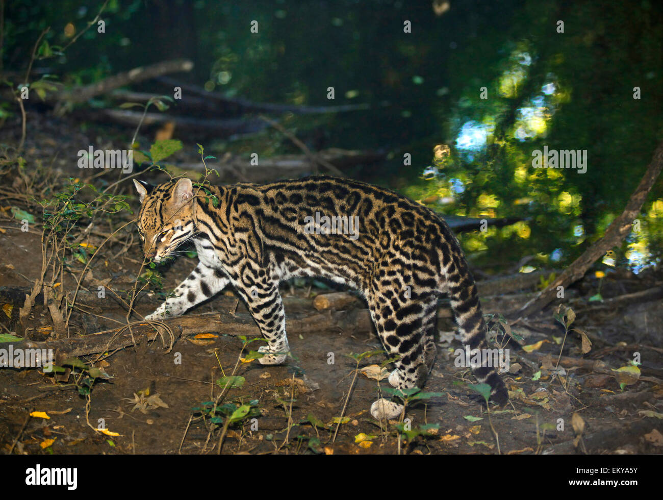 Ocelot (Leopardus pardalis) near the bank of a river Stock Photo
