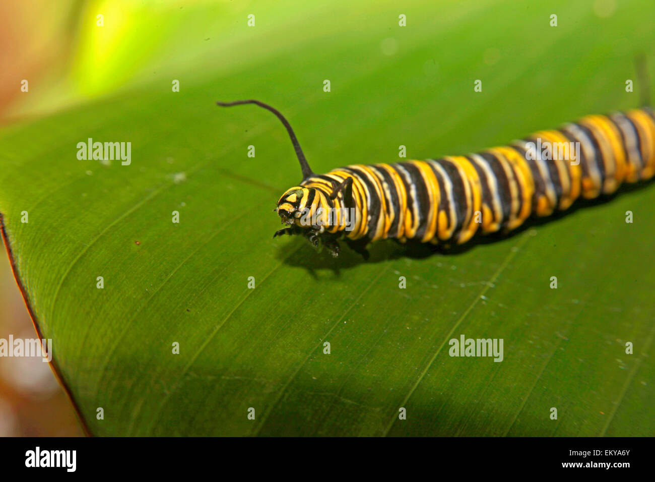 Monarch Butterfly Caterpillar (Danaus plexippus) Stock Photo