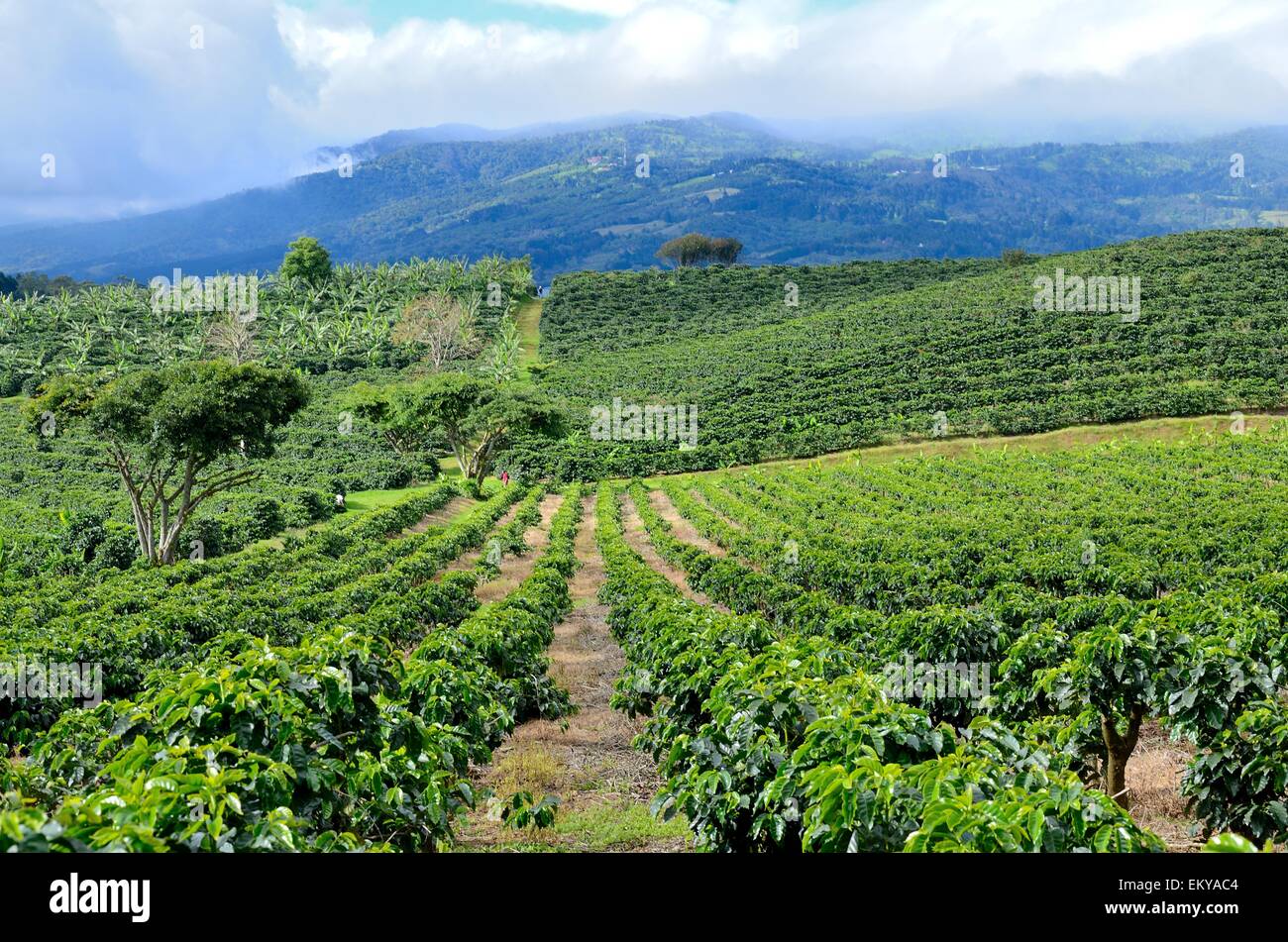 coffee-farm-at-the-foot-of-a-mountain-in-costa-rica-stock-photo-alamy