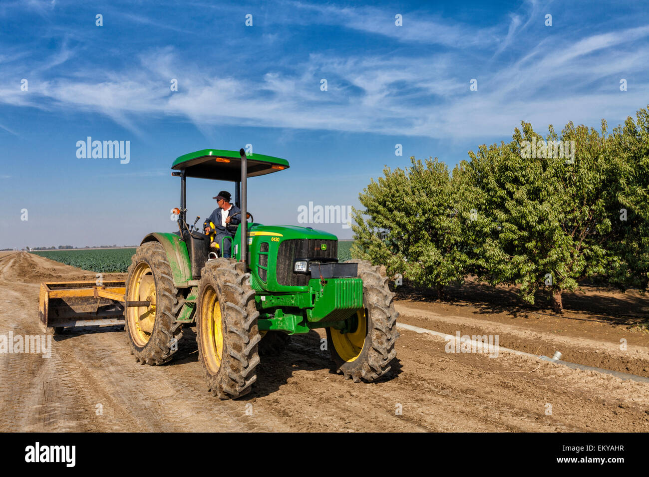 Tractor next to Almond orchard. Rod Cardella runs Cardella Winery, a family farming business since 1969, Fresno County, Calif. Stock Photo