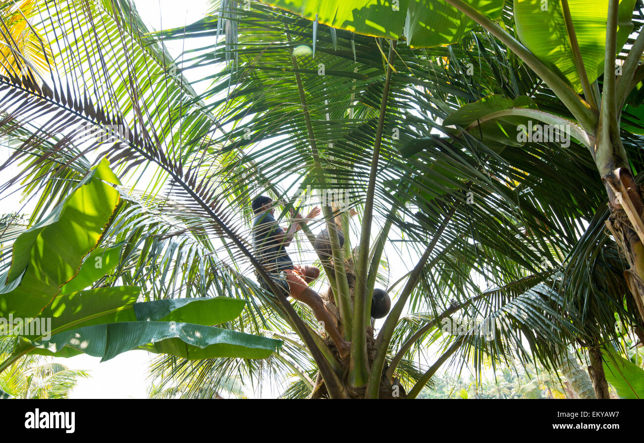 An Indian man demonstrates how to make Palm Wine (toddy) as part of a village experience in Kumarakom, Kerala India Stock Photo