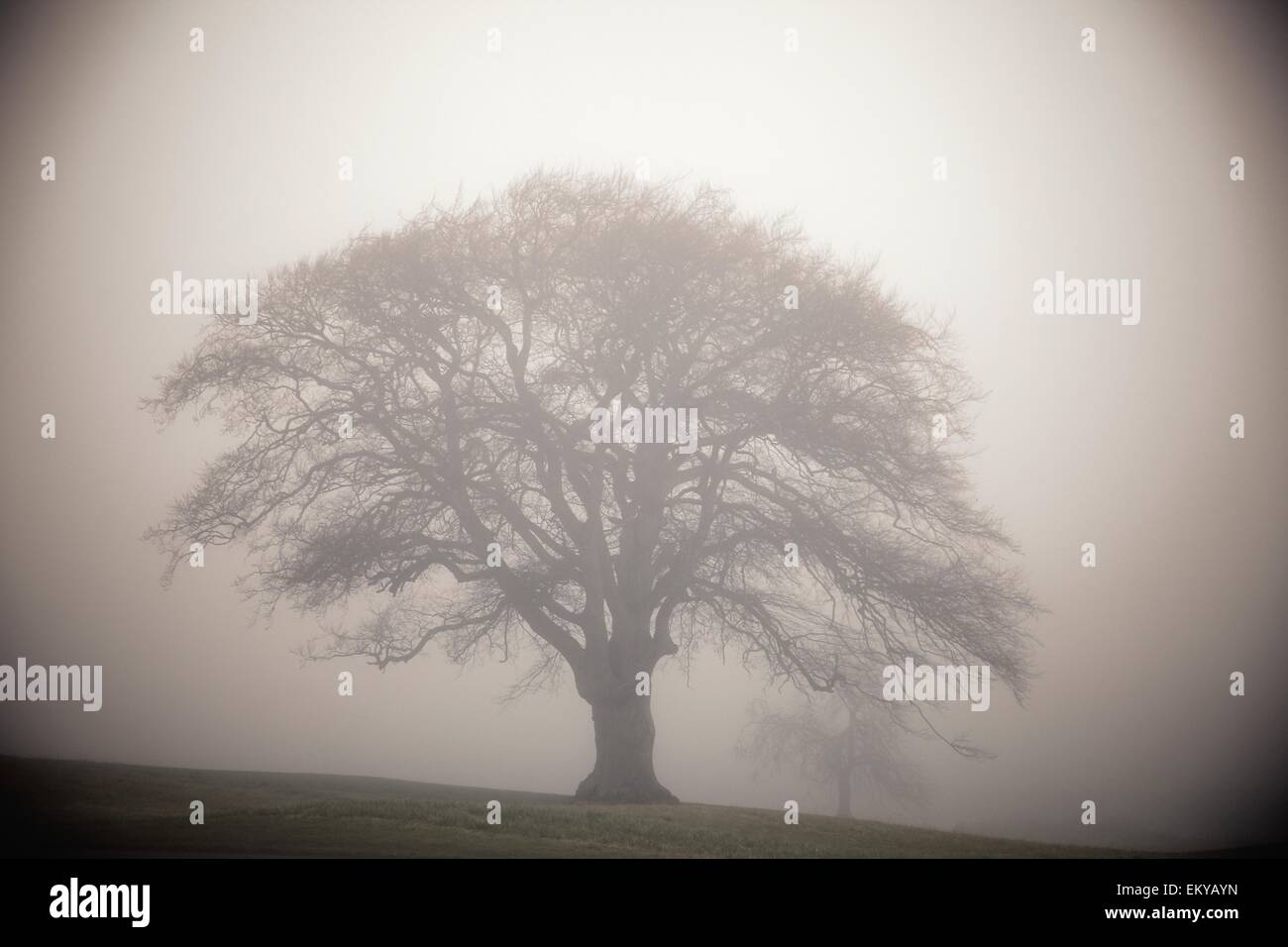 Silhouette Of A Tree In The Fog Stock Photo - Alamy