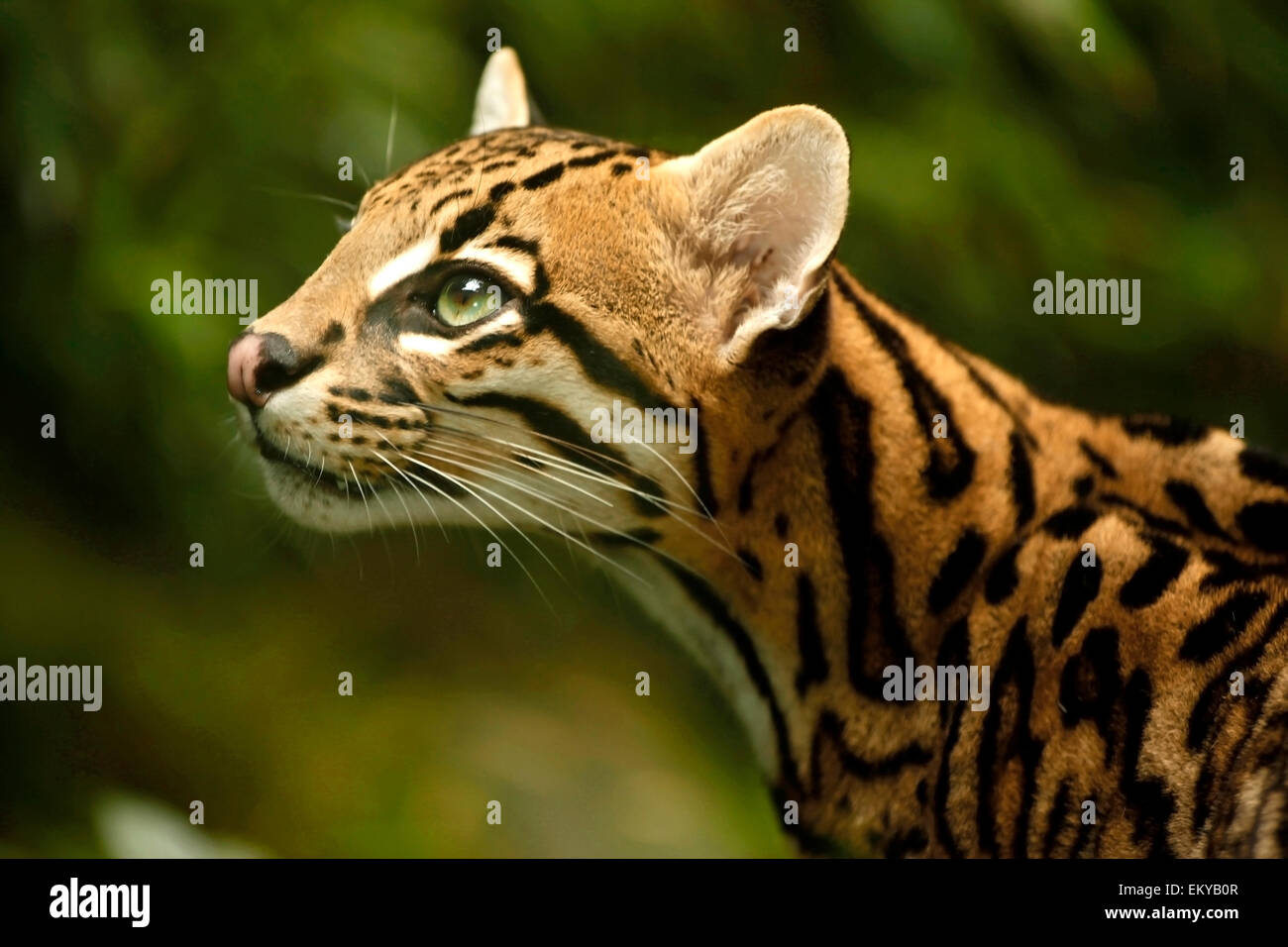 Ocelot (Leopardus pardalis) close up portraits in a natural light Stock Photo