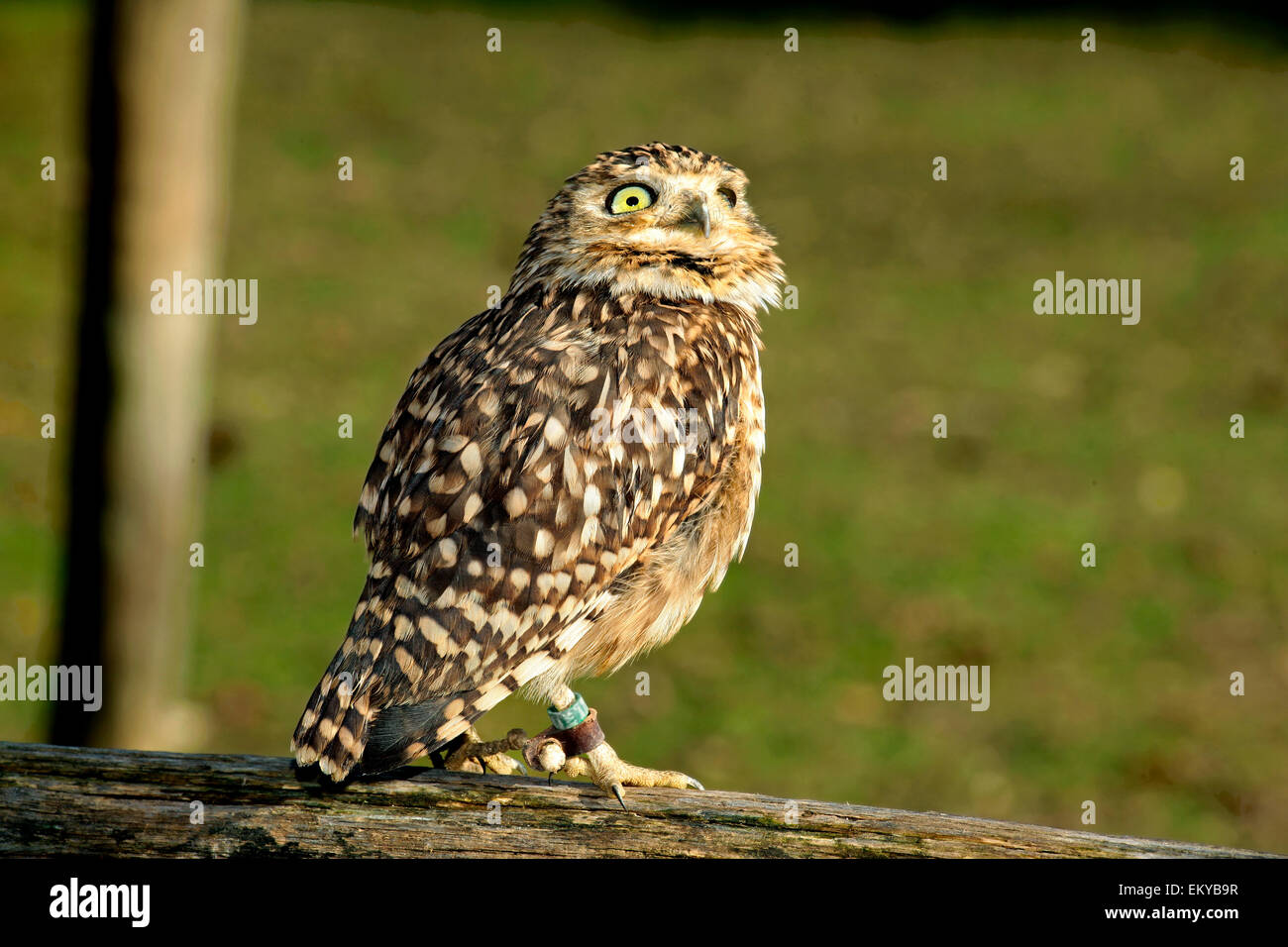 Burrowing Owl (Athene cunicularia) Falconry Stock Photo
