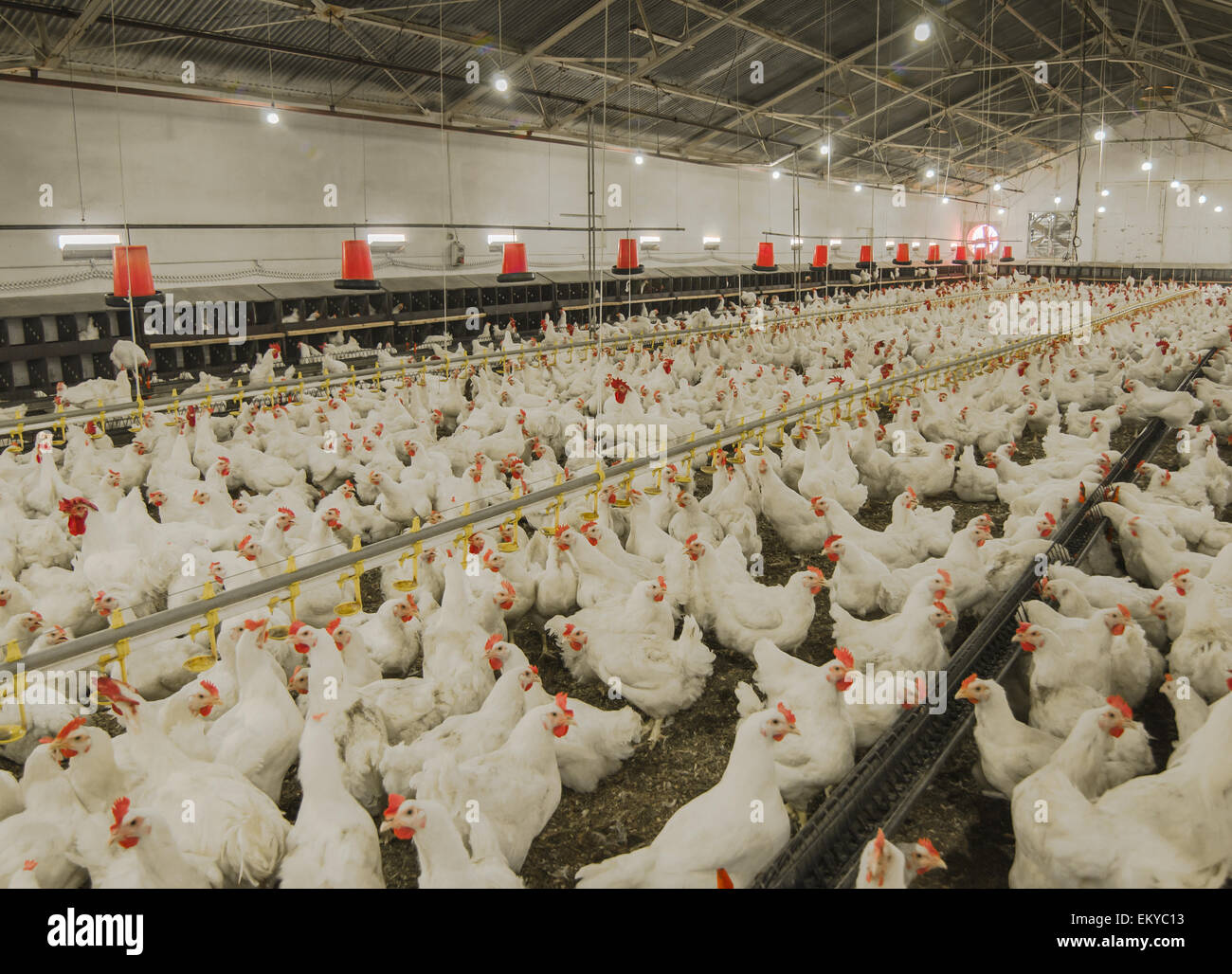 Chicken coop hires stock photography and images Alamy