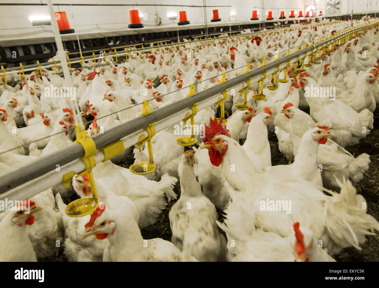 chicken farm Stock Photo