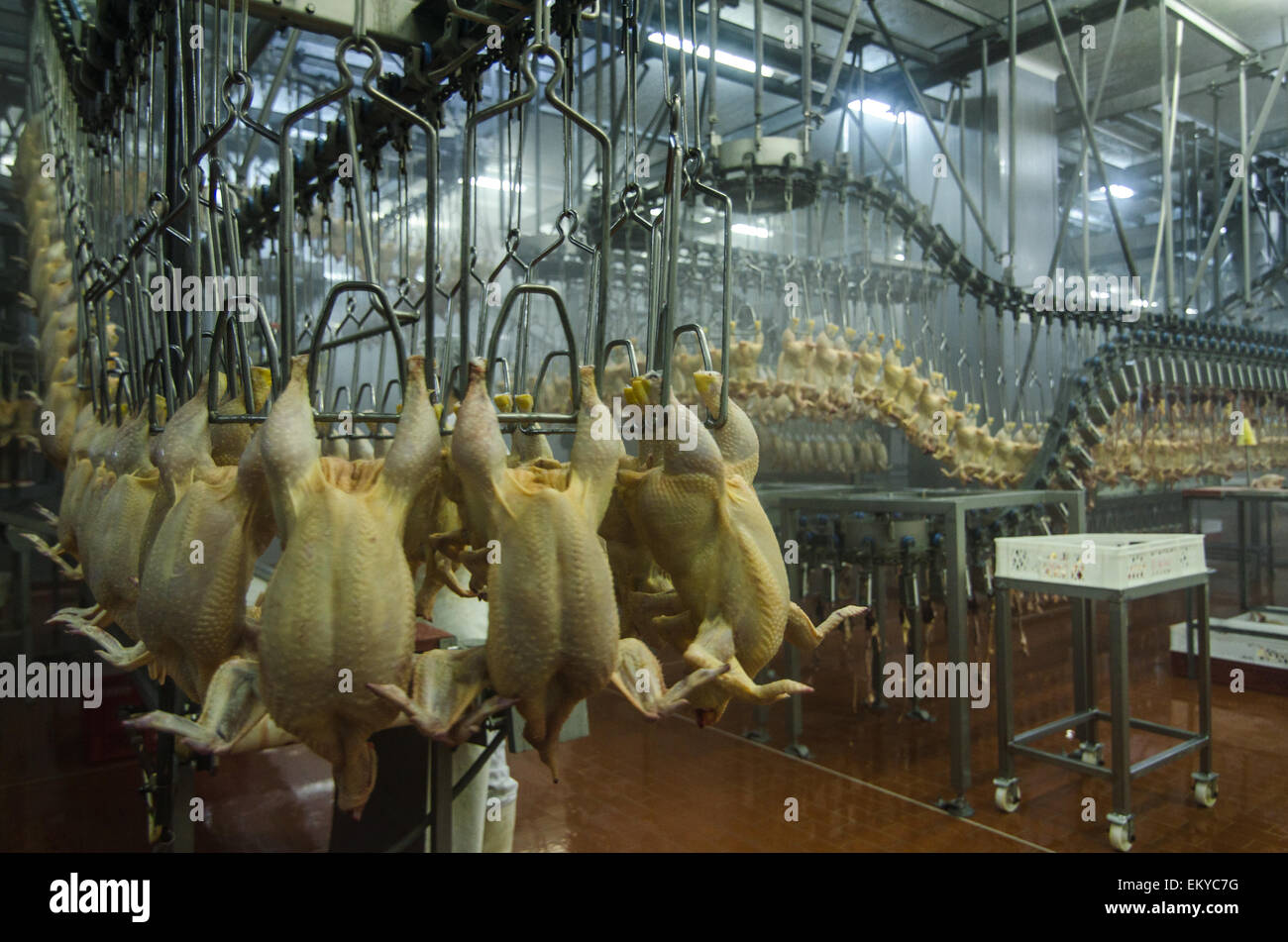 Chicken meat factory Stock Photo