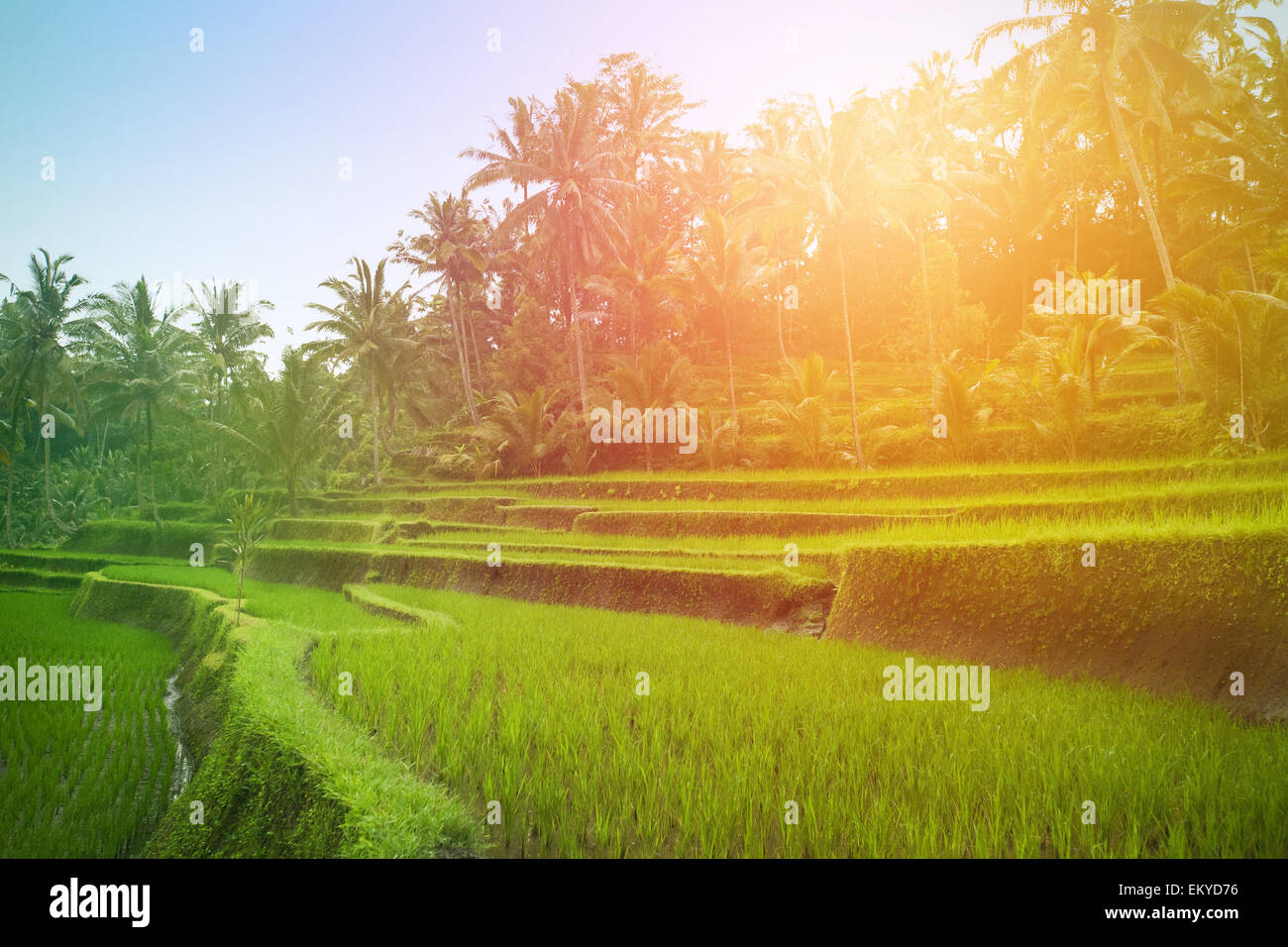 Beautiful lush paddy field of Bali early in the morning Stock Photo - Alamy