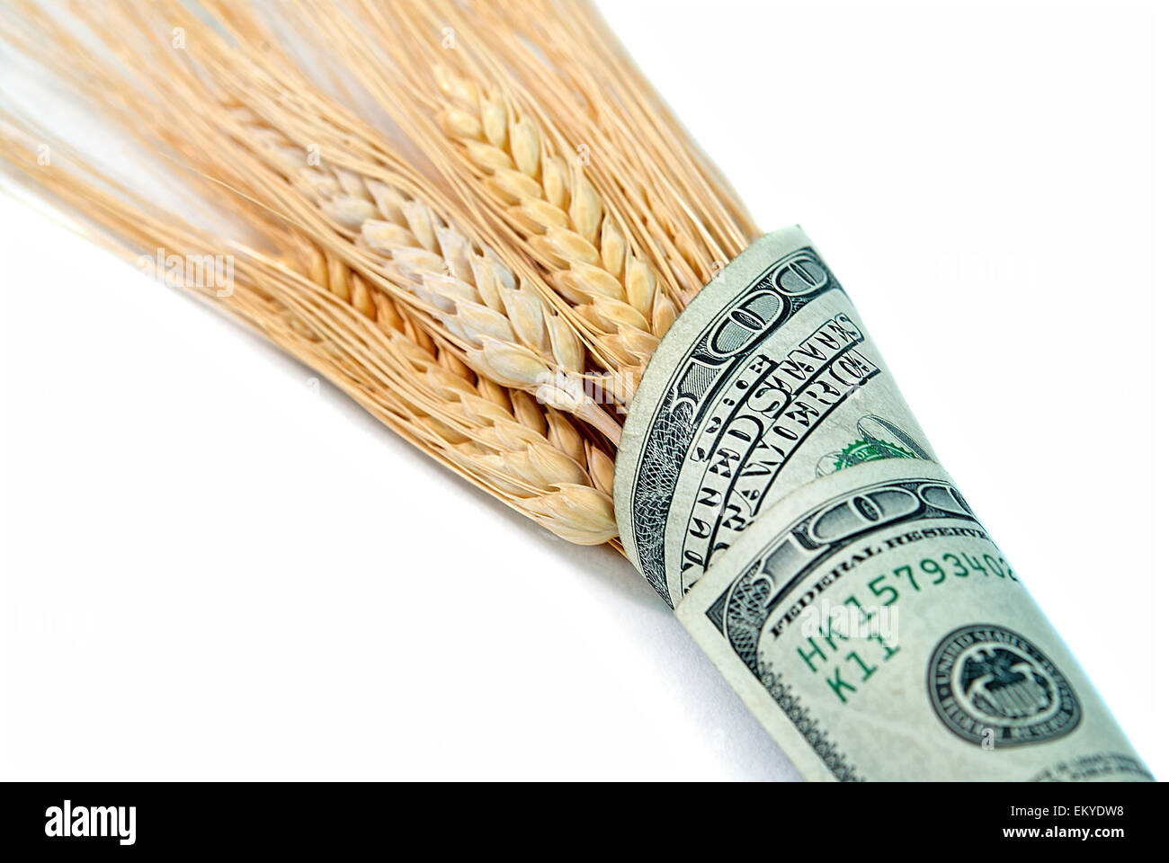 Sheaves of wheat in a hundred dollar bill isolated on white. Stock Photo