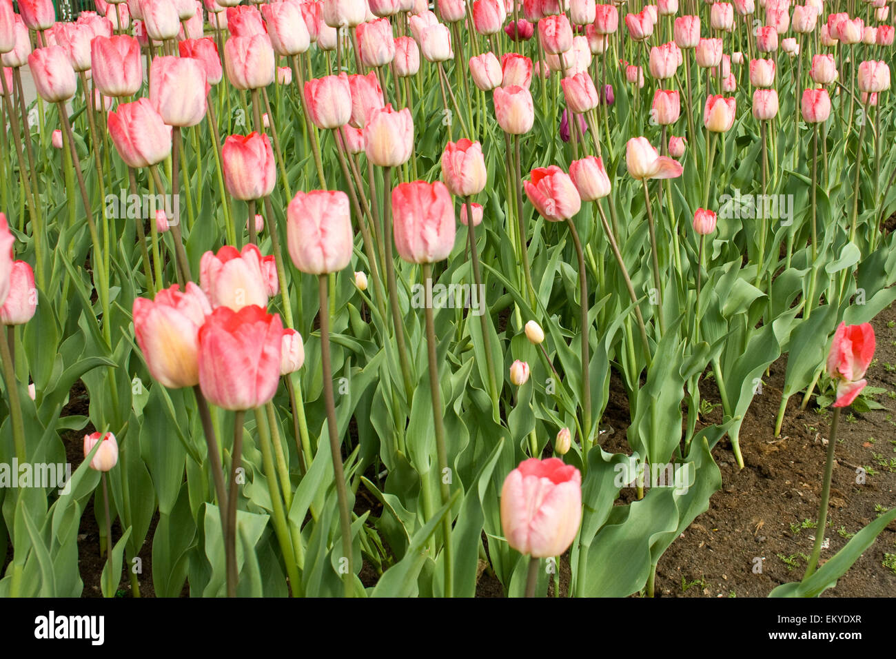 Beautiful flowers - tulips Stock Photo - Alamy