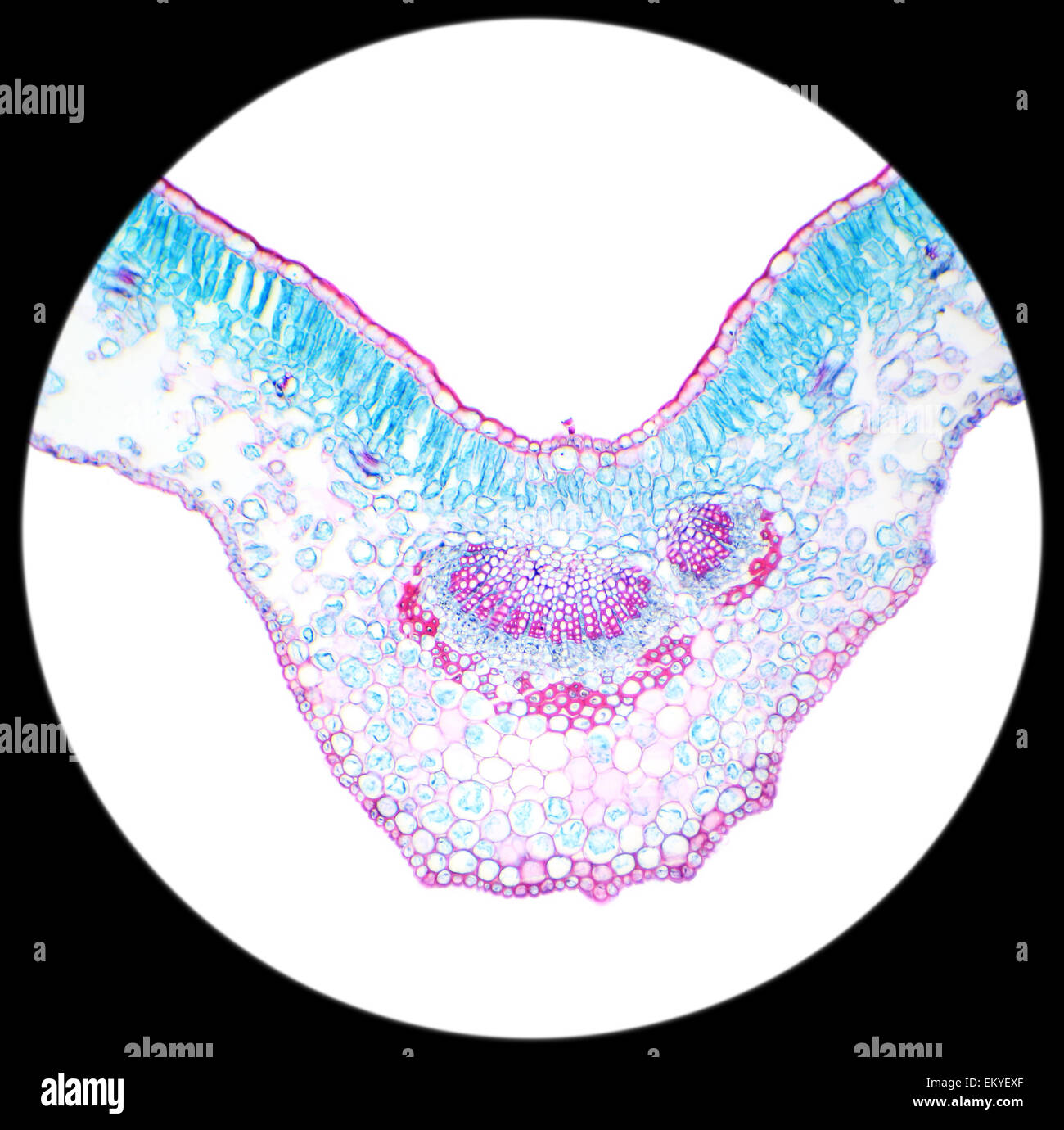 Winter Jasmine Leaf Under A Microscope Leaf Of Winter Jasmine C S Winter jasmine leaf under a microscope leaf of winter jasmine c s