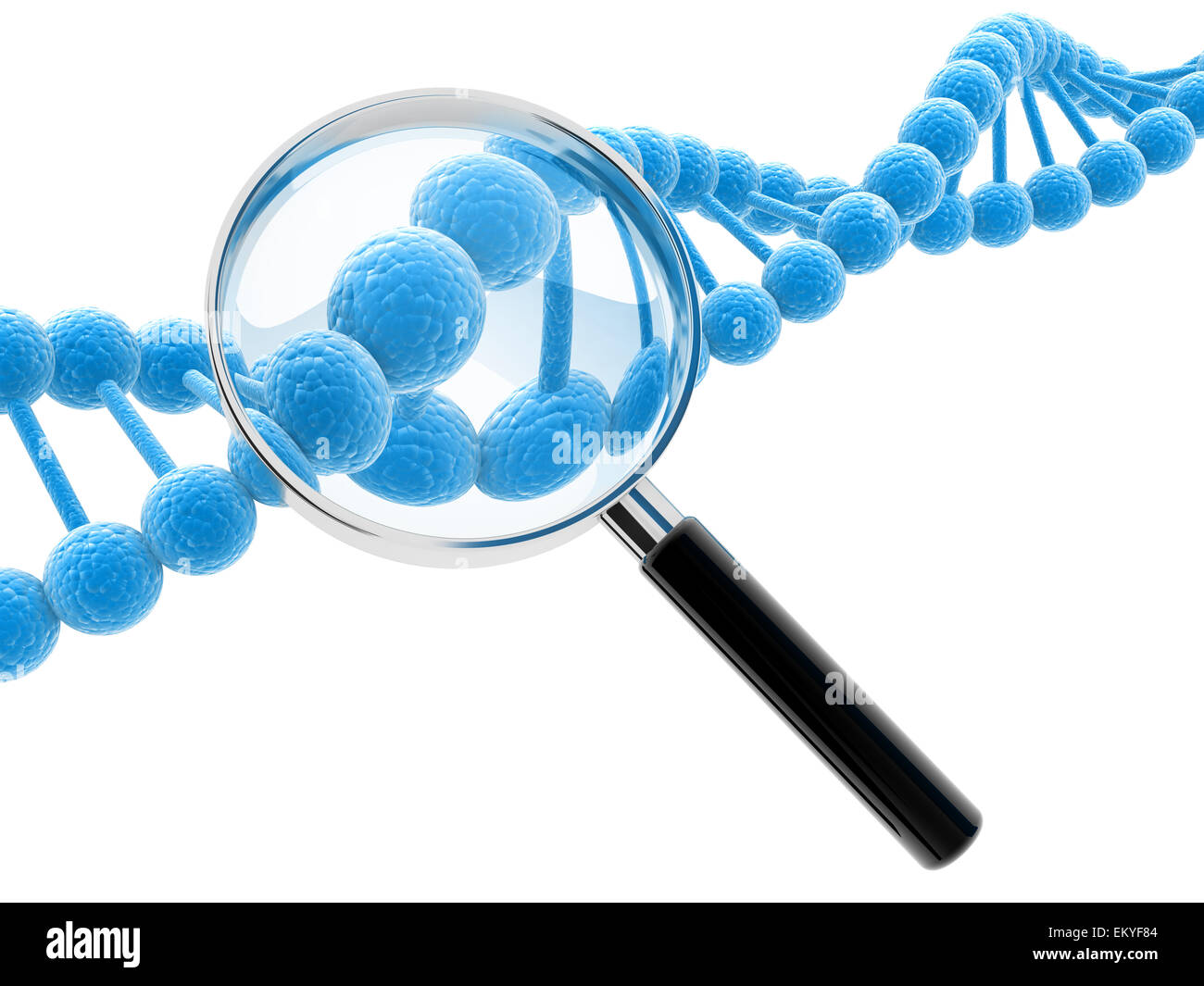 blue DNA model and hand glass on white background. Stock Photo