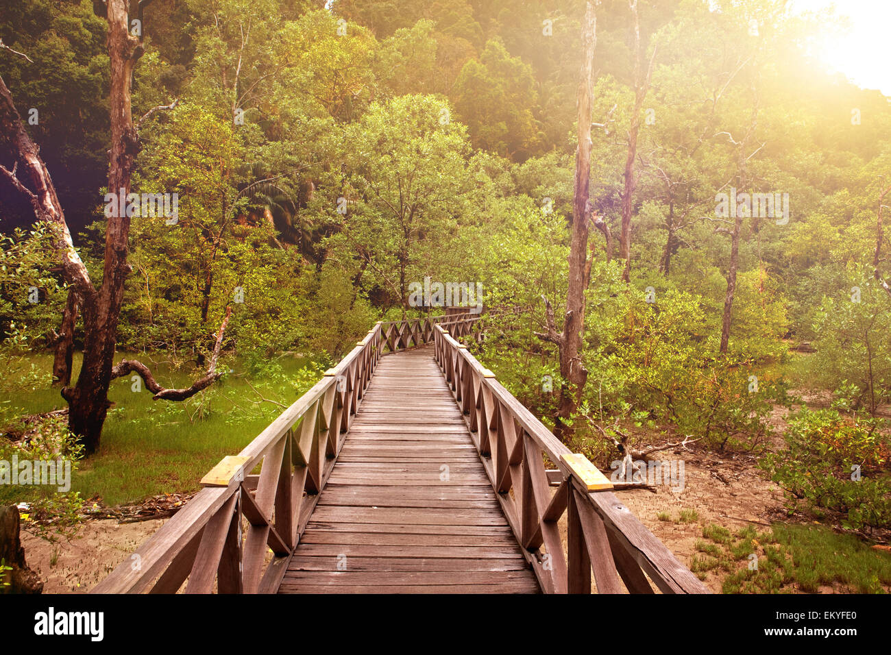 Beautiful forest with wooden walkways and rivers with the evening sun shining through the tree canopy. Stock Photo