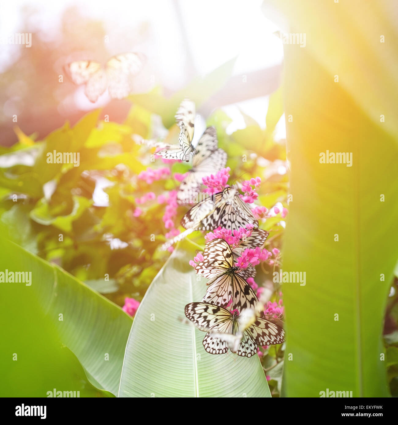 Paper kite caterpillar hires stock photography and images Alamy