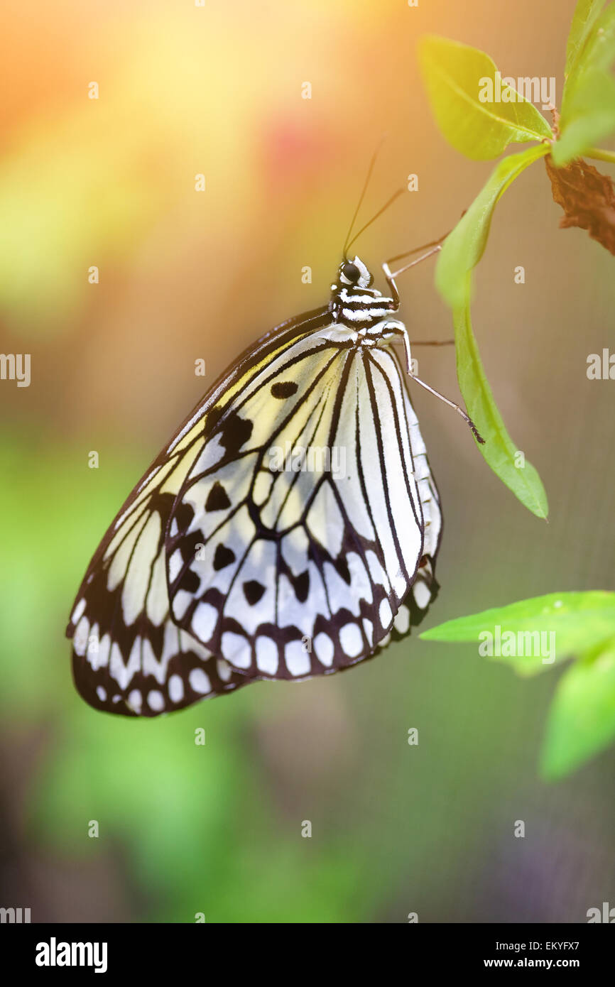 Paper kite caterpillar hires stock photography and images Alamy