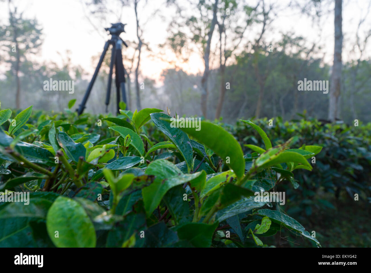 sunrise photo of a tripod in a tea plantation, sylhet, bangladesh Stock Photo