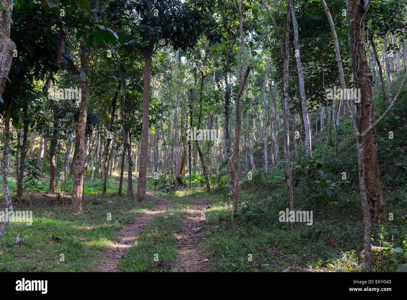 walking path in lawachara national park Stock Photo