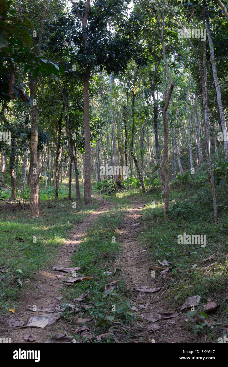 walking path in lawachara national park Stock Photo
