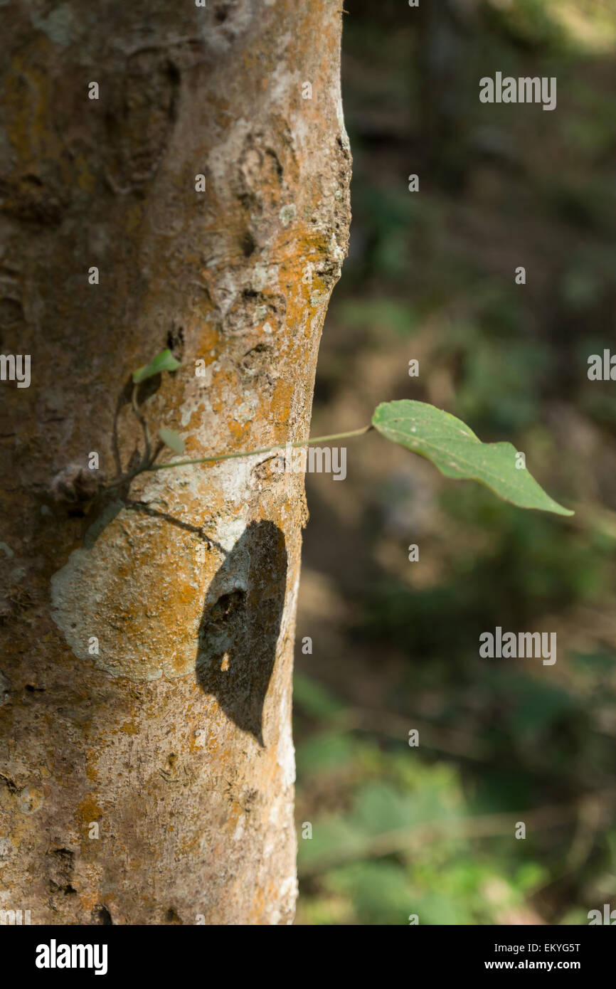 shadow of a leaf on a tree trunk Stock Photo