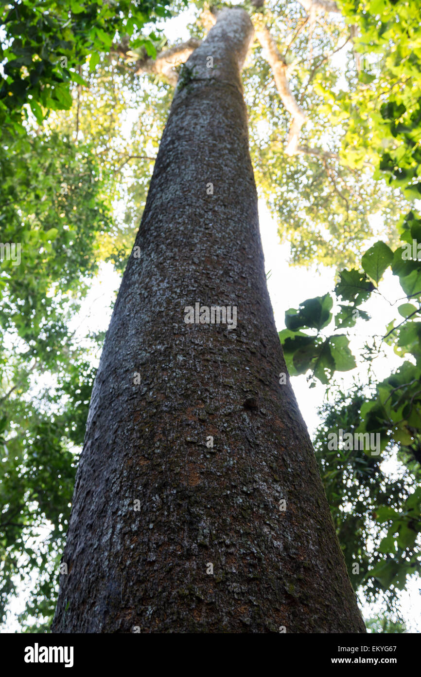 close up of a tree trunk looking up, in lawachara, bangladesh Stock Photo