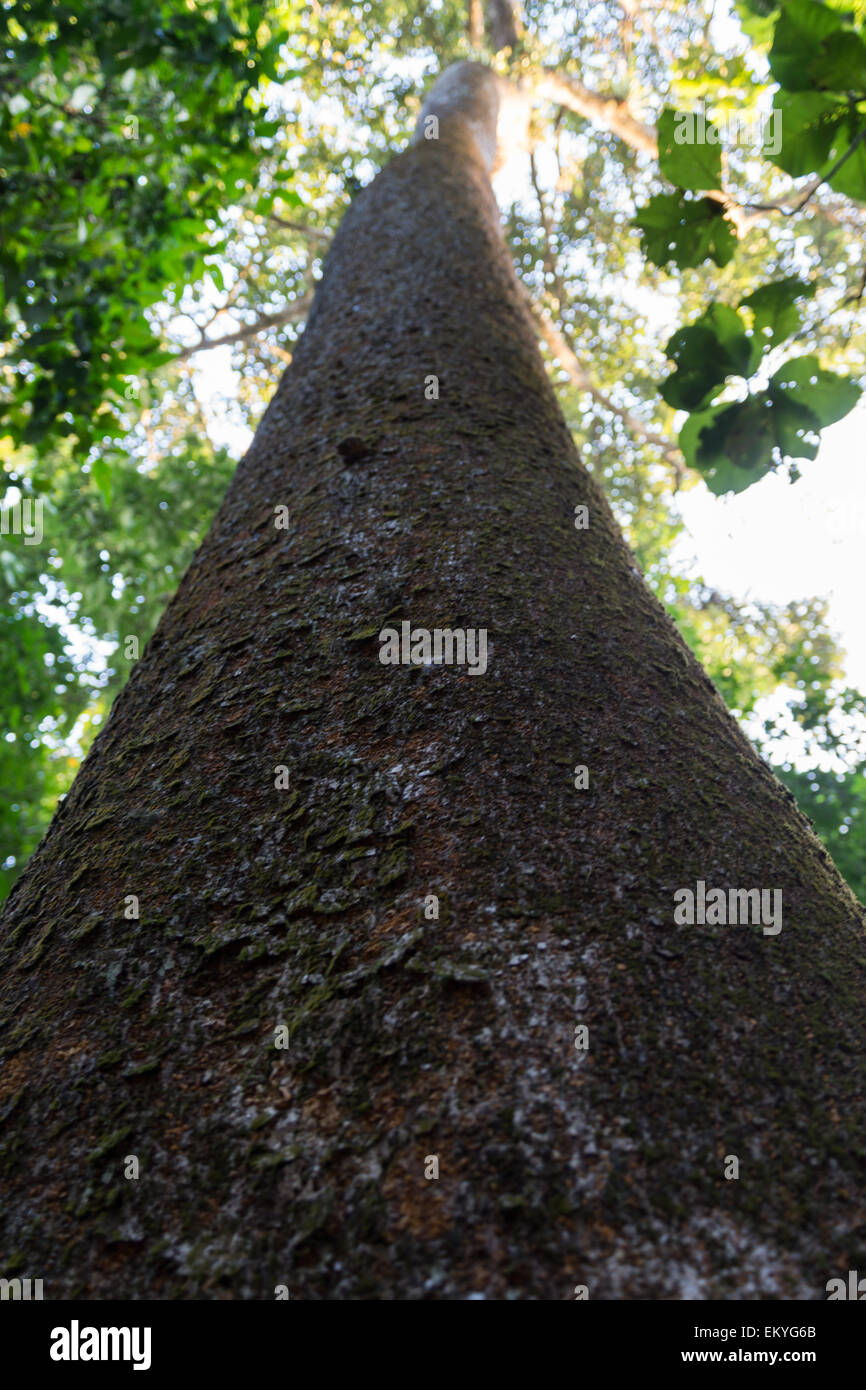 Iroko tree hires stock photography and images Alamy