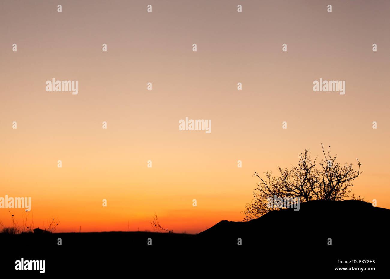Beautiful landscape image with trees silhouette at sunset in spring in Ukraine Stock Photo