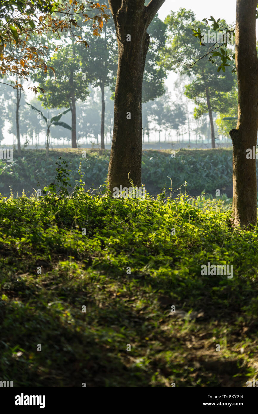 Sun light shine through tree hi-res stock photography and images - Alamy