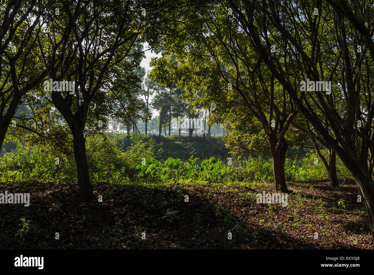 Sun rays shine through tree hi-res stock photography and images - Alamy