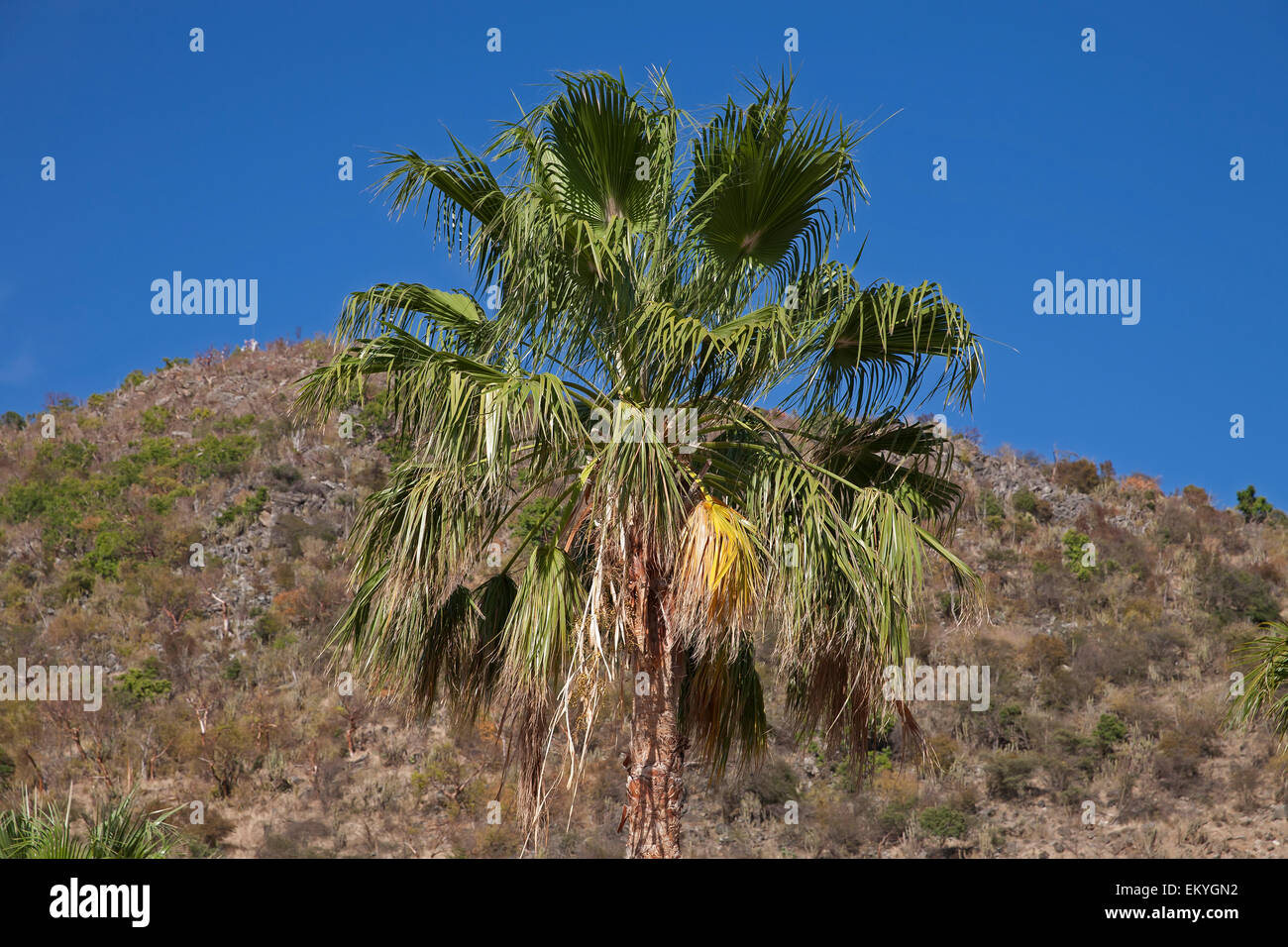 Palm tree in St Maarten Stock Photo