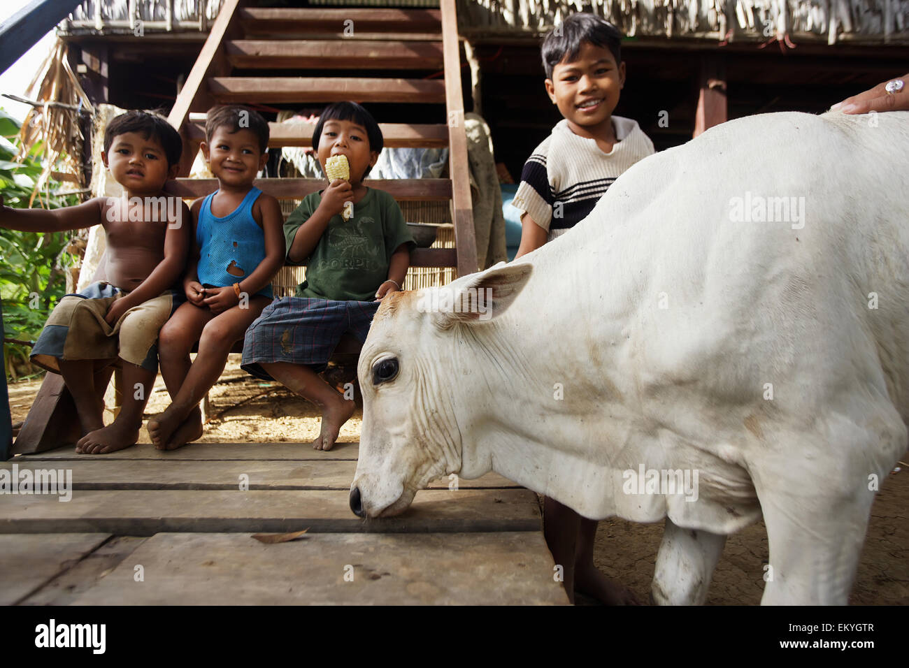 Young boys sit together watching a cow walk by; Kouk Duong Village, Battambang Province, Cambodia Stock Photo