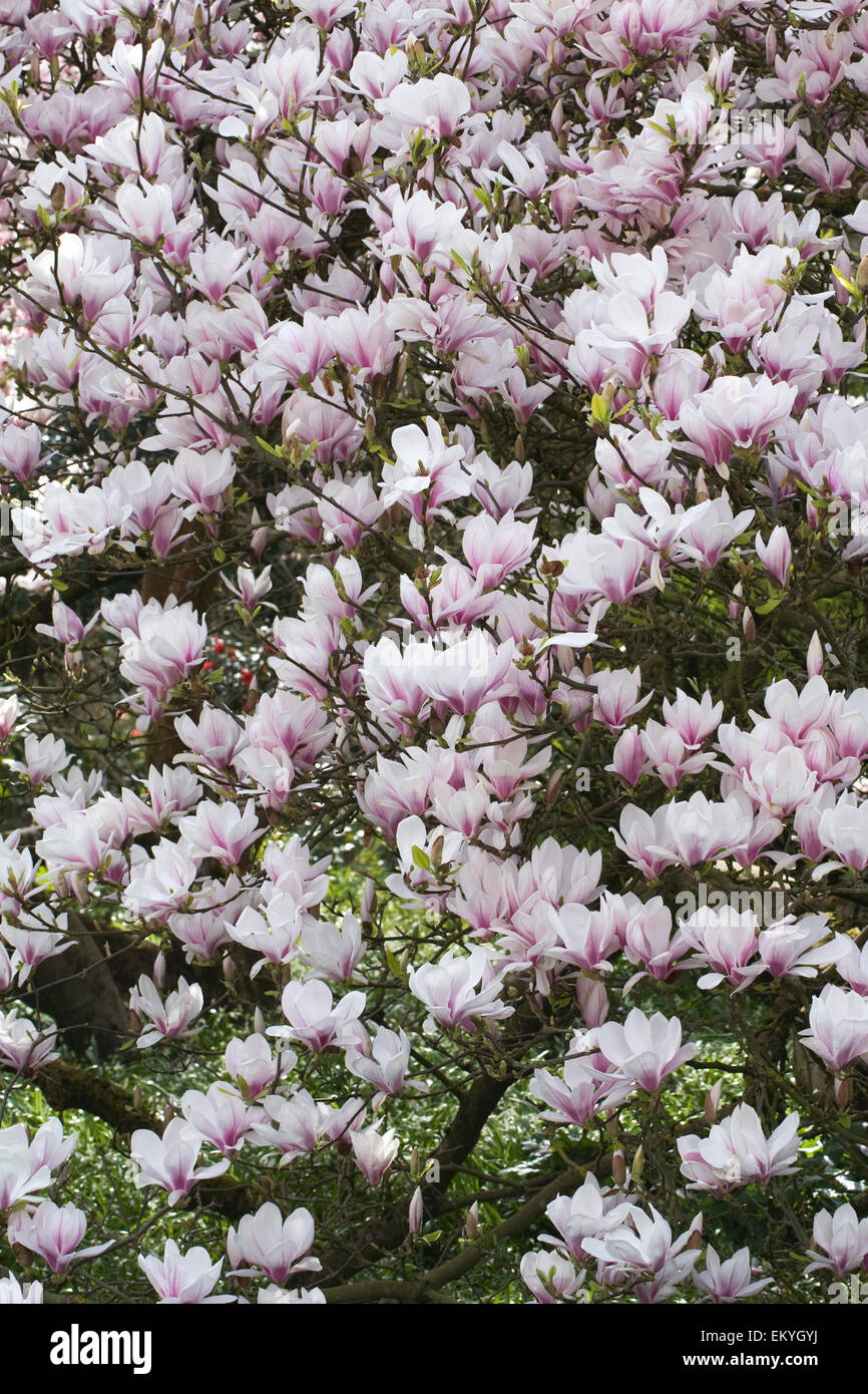 Magnolia blossom in Spring. Stock Photo