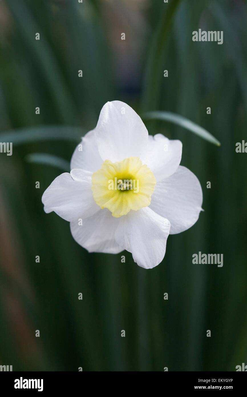 Narcissus 'Segovia'. Dwarf small-cupped daffodil. Stock Photo