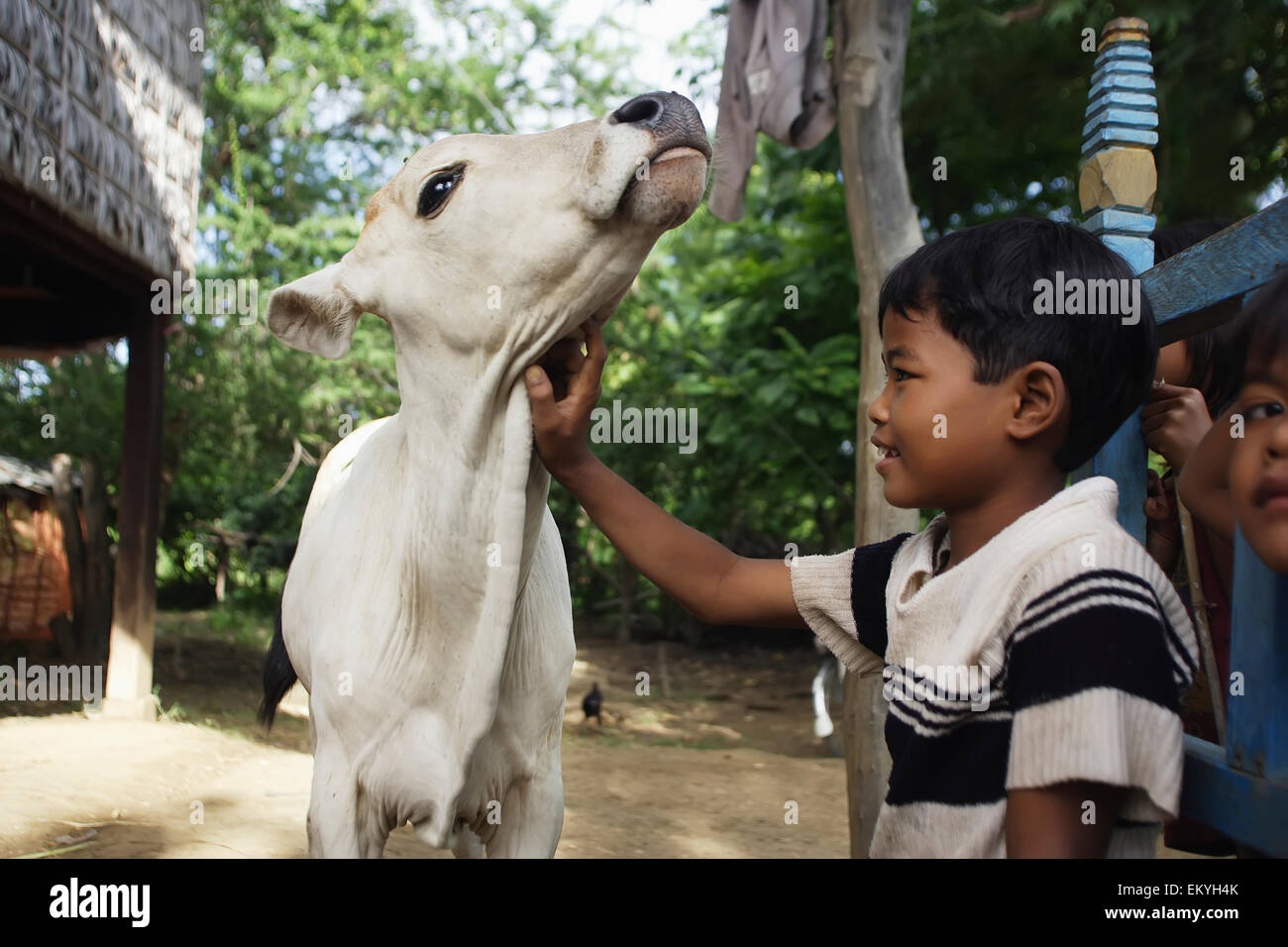 A boy caring for a cow with parasites; Kouk Duong Village, Battambang Province, Cambodia Stock Photo