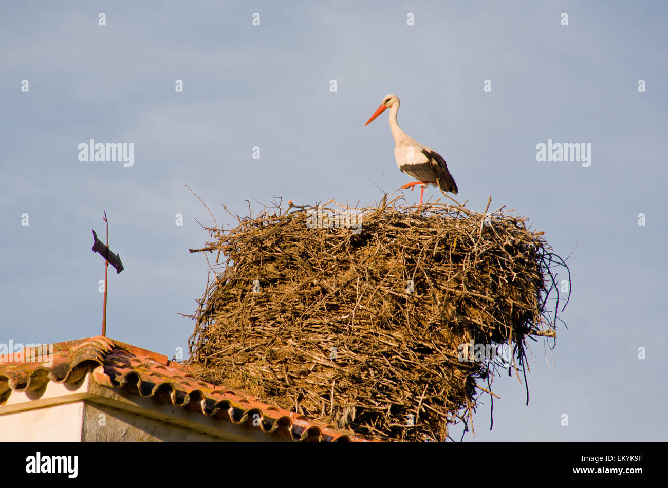 Storks is in a roof over blue sky, Extremadura, Spain Stock Photo