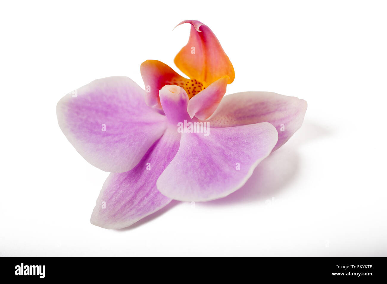 Beautiful purple orchid on hi-res stock photography and images - Alamy