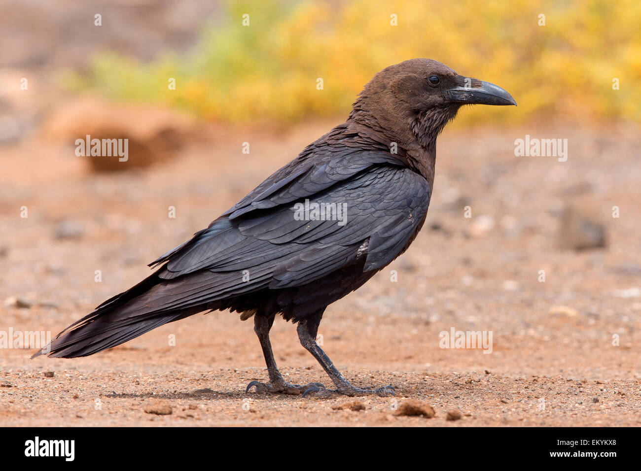 Brown-Necked Raven, Boavista, Cape Verde (Corvus ruficollis) Stock Photo