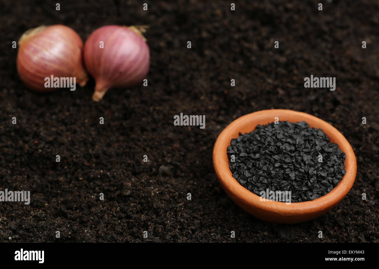 Onion seeds before planting in soil Stock Photo