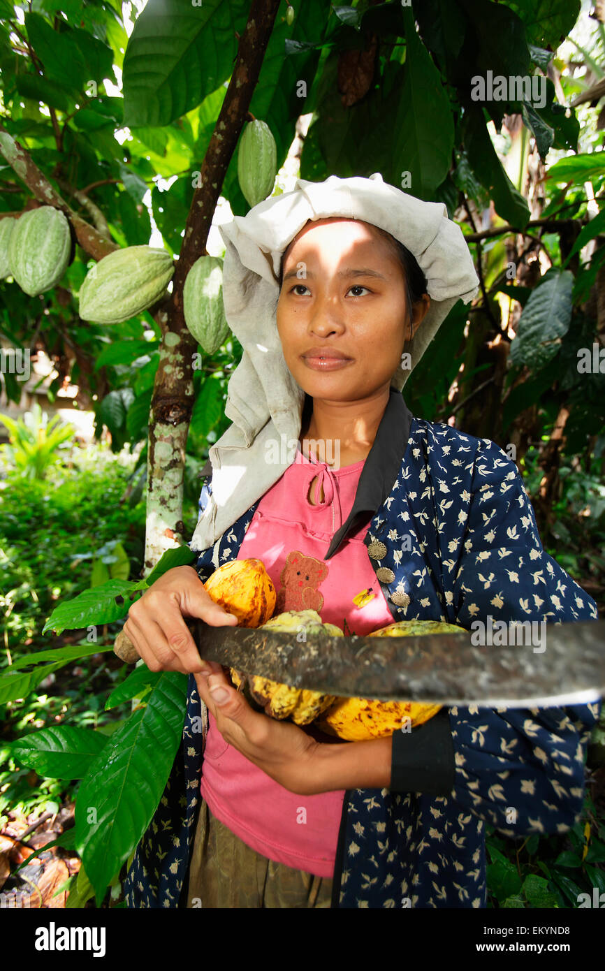 Growing cocoa is one of the major agricultural activities of Nias Island; North Sumatra Province, Indonesia Stock Photo