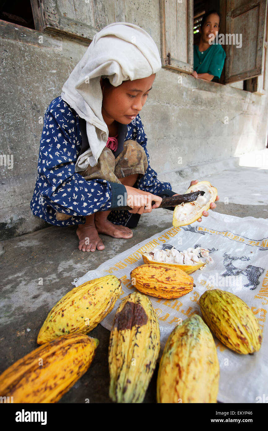 Growing cocoa is one of the major agricultural activities of Nias Island; North Sumatra Province, Indonesia Stock Photo