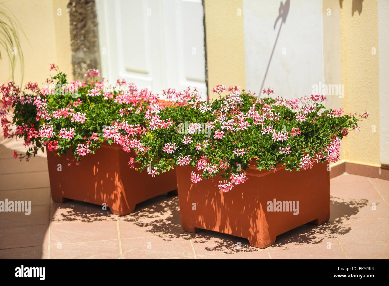 Traditional flowers in pots on the Greek streets Stock Photo