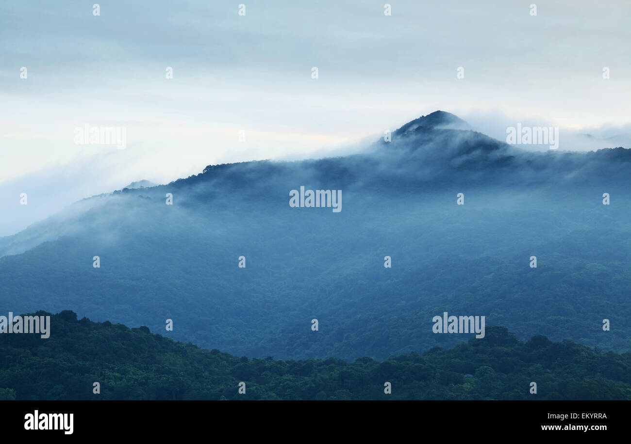 Tree in fog mountain hi-res stock photography and images - Alamy