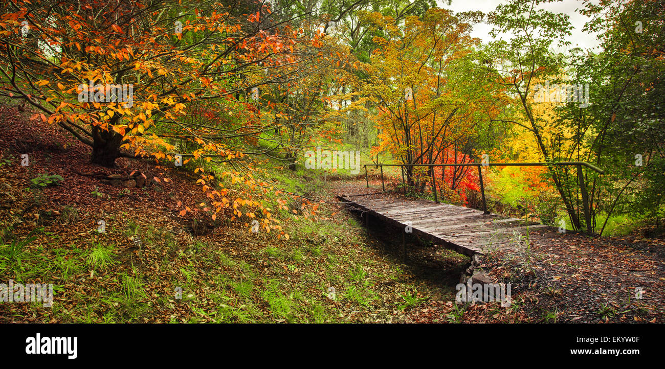 Autumn Walk Stock Photo