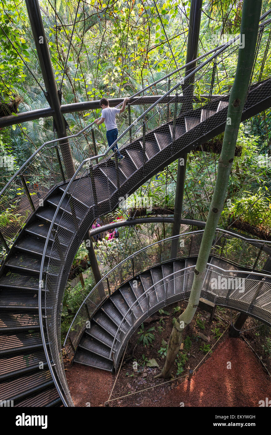 Stairs to the treetops, Masoala hall or Masoala kely, replica of the Madagascan Masoala rainforest, Zurich zoo, Switzerland Stock Photo