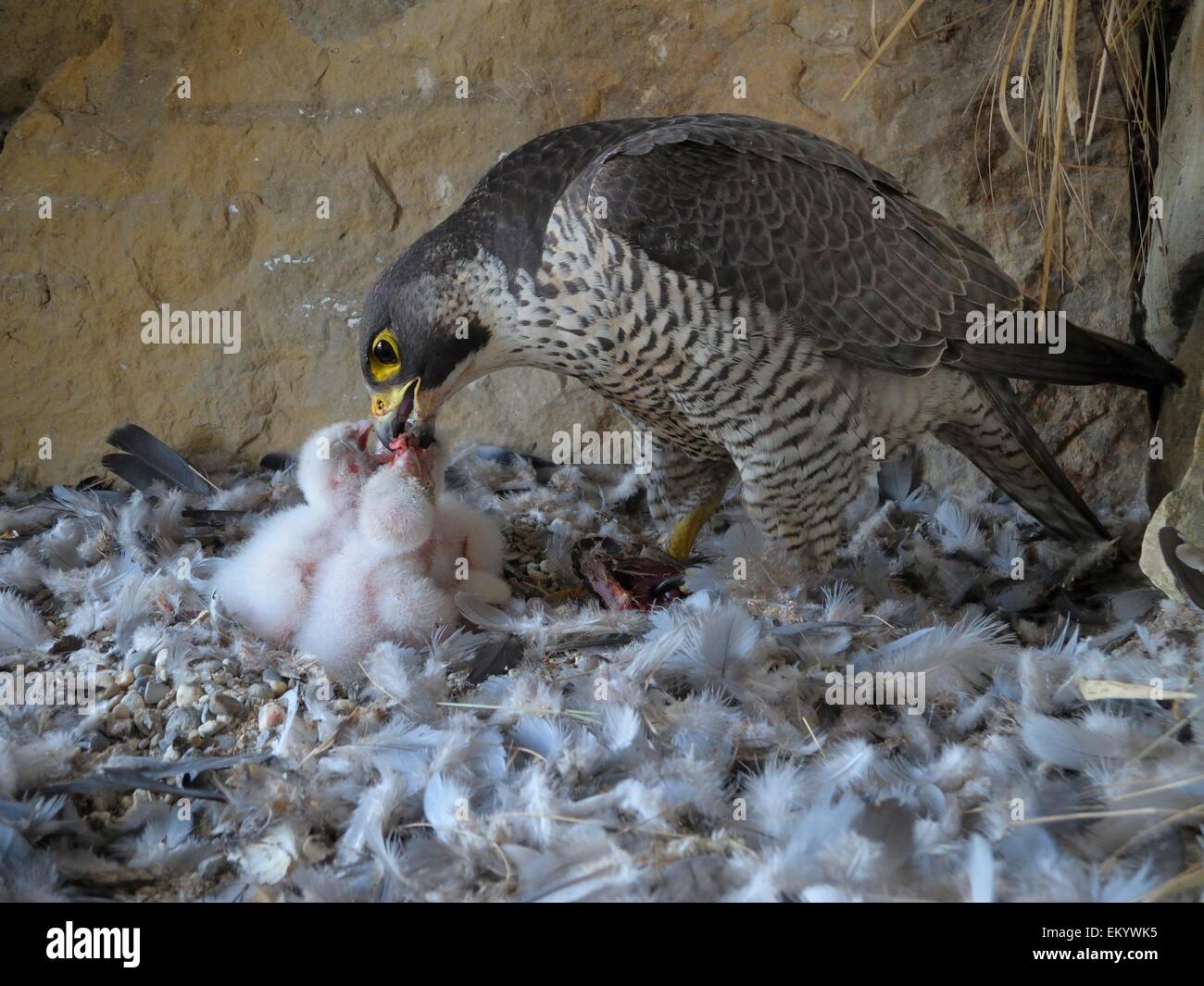 Peregrine Falcon (Falco peregrinus), adult female feeding its chicks, City Church Esslingen, Baden-Württemberg, Germany Stock Photo