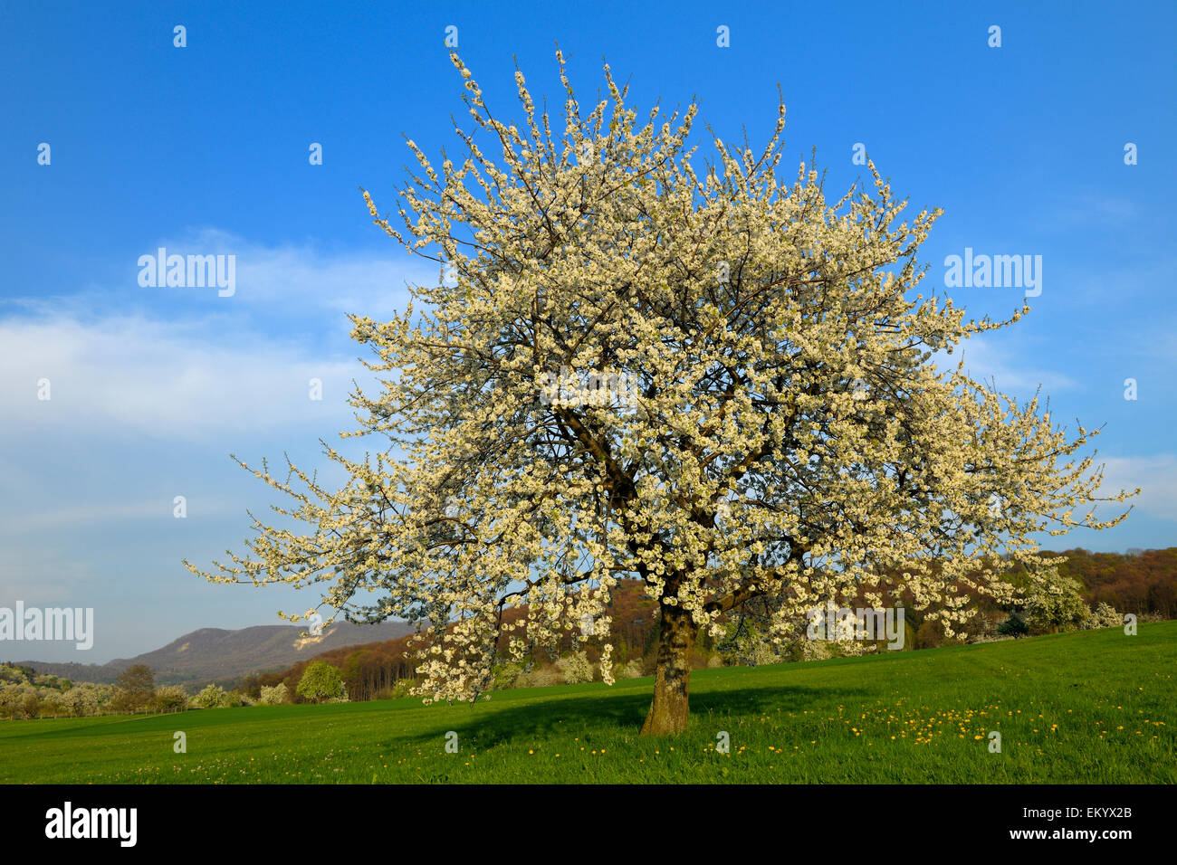 Sweet Cherry tree (Prunus avium), Swabian Alb Biosphere Reserve, Baden-Württemberg, Germany Stock Photo