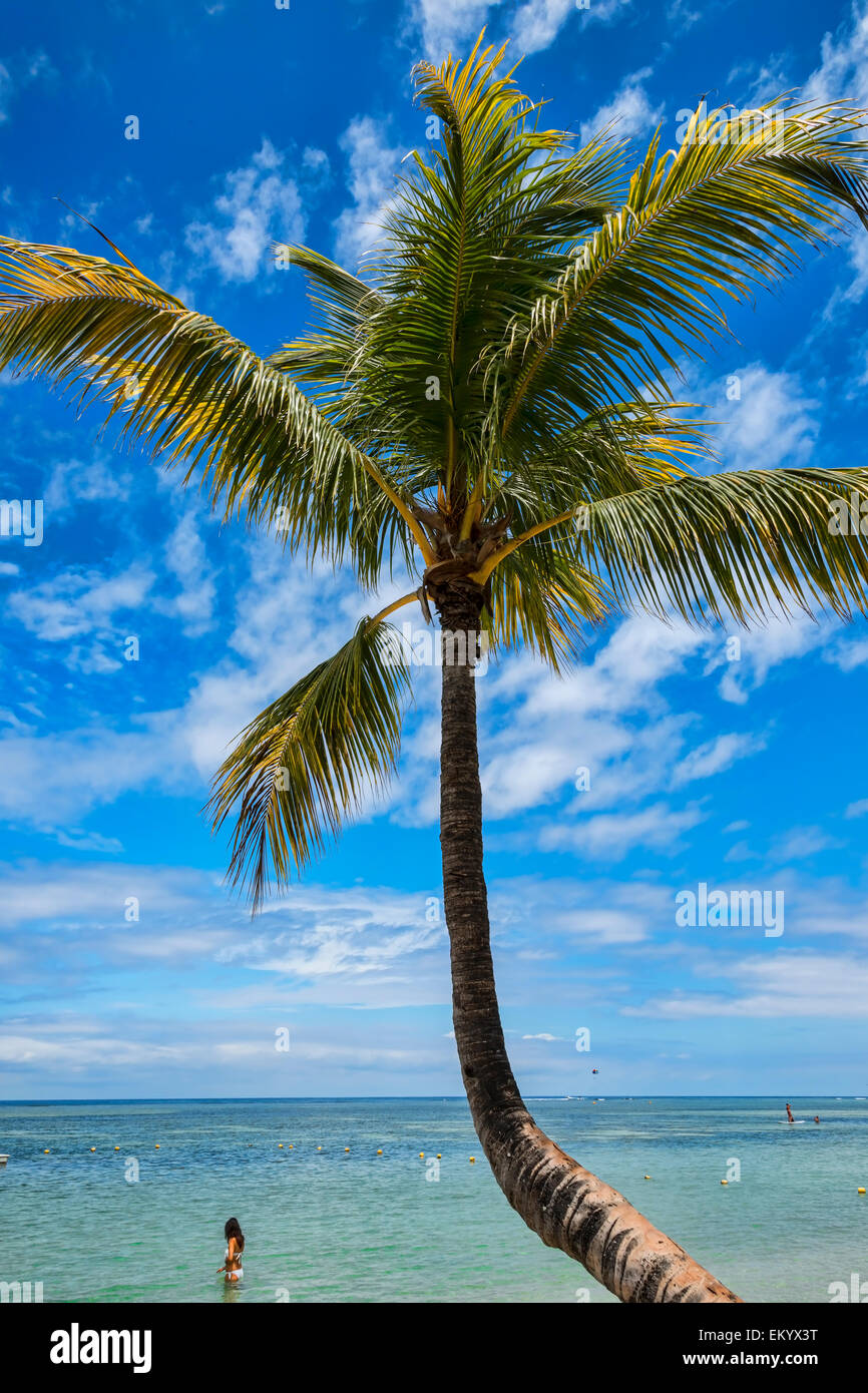 Palm tree on the beach of Flic-en-Flac, Mauritius, Indian Ocean Stock Photo
