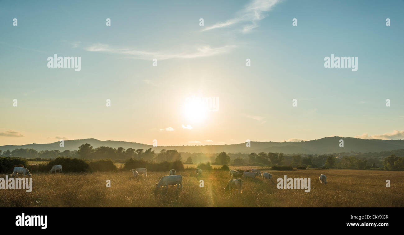 Cow cows cattle pasture grazing hi-res stock photography and images - Alamy