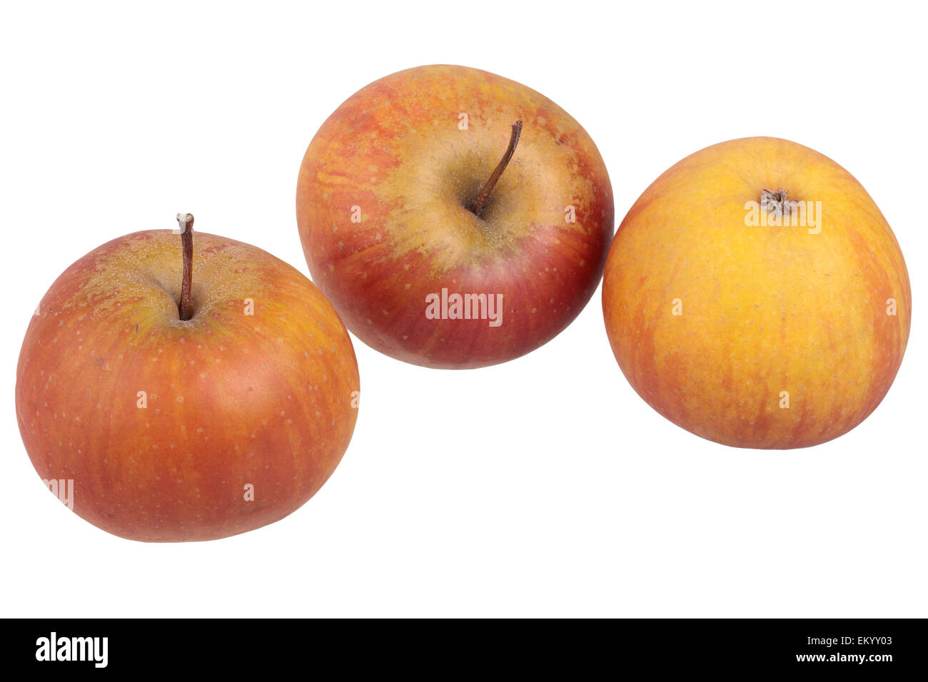 Apple variety Rubinette Stock Photo