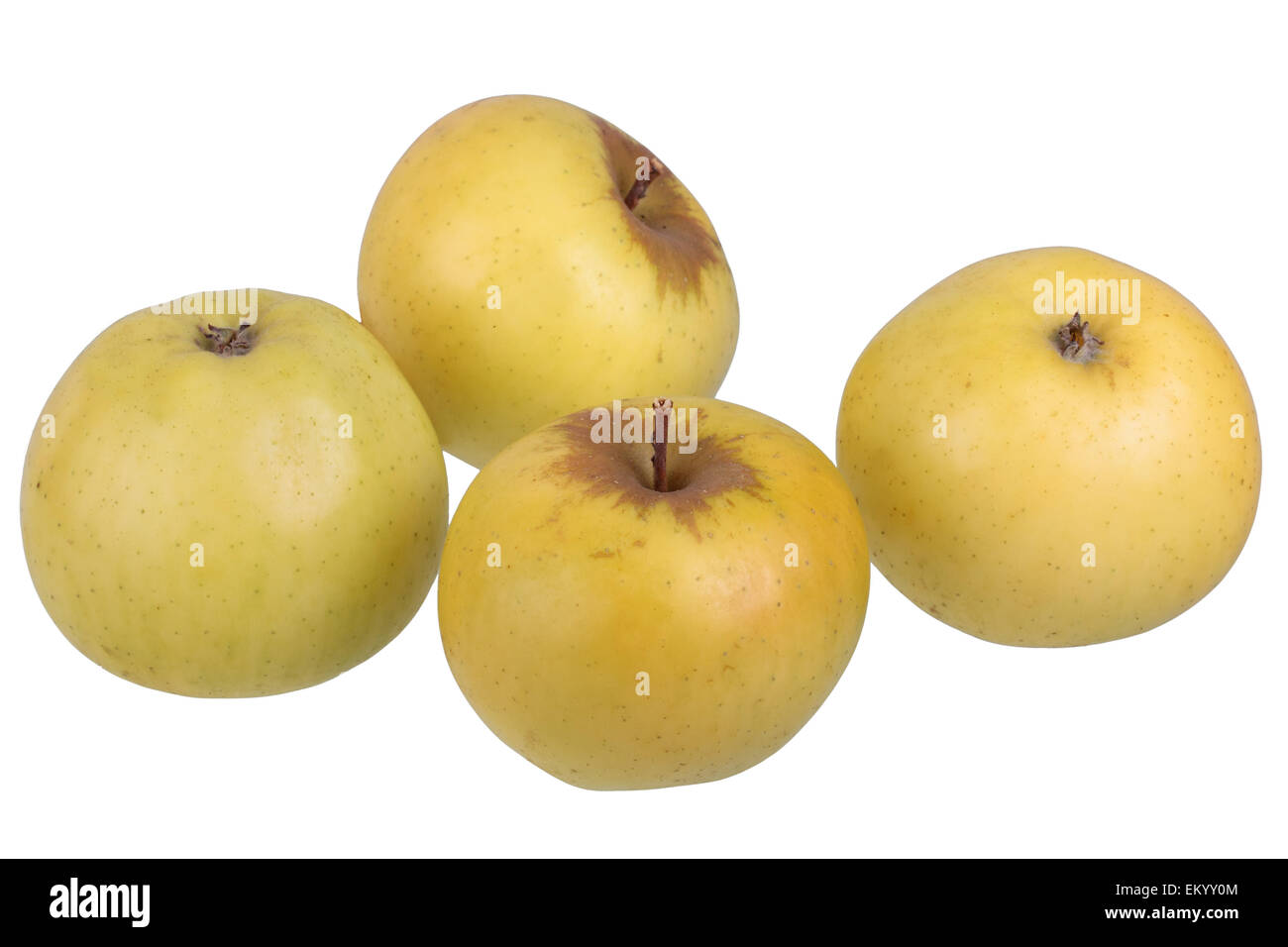 Apple variety Landsberg Rennet Stock Photo