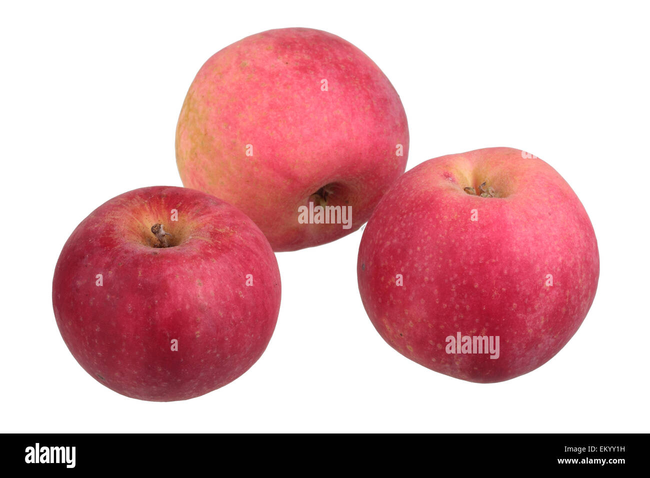 Apple variety Gascoyne's Scarlet Stock Photo